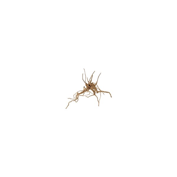 Hobby Fingerwood S 20-30cm - Natur im Aquarium