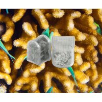 Newa Diamante Plus Mini - Der kompakte Luxus für...