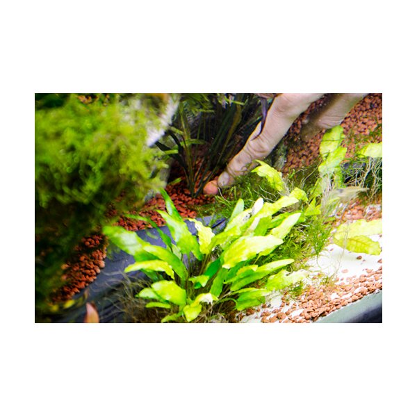 Hobby - Dohse Aquaristik GmbH & Co. KG +Hobby Laterit 20 Kugeln, 15mm