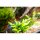 Hobby - Dohse Aquaristik GmbH & Co. KG +Hobby Laterit 20 Kugeln, 15mm