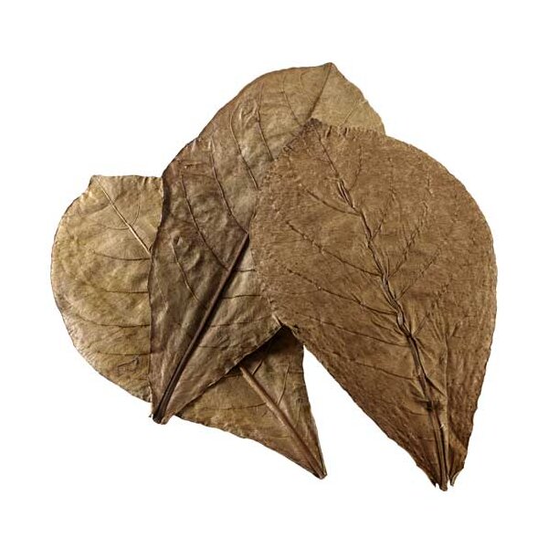 Hobby Catappa Leaves Nano - Natürliche Wasserreinigung für dein Aquarium