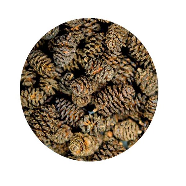 Hobby Alder Cones 50Stück - Naturbelassene Schönheit für dein Aquarium