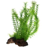 Hobby Flora Root 3 -L- 30cm - Ihre optimale...