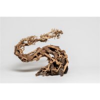 PH 064-M Drachen Bonsai M von Aquadeco Meyer - Ideal...