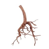 AQUA PET Wurzel Red Spiderwurzel XL 30-50 cm