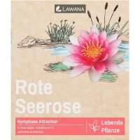 Seerose LW Nymphaea Natura Attraction Rot