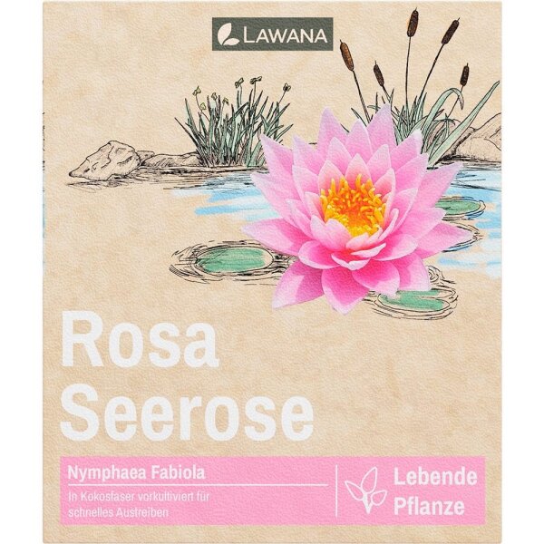 Seerose LW Nymphaea Natura Fabiola Rosa