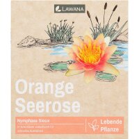 Seerose LW Nymphaea Natura Sioux Orange