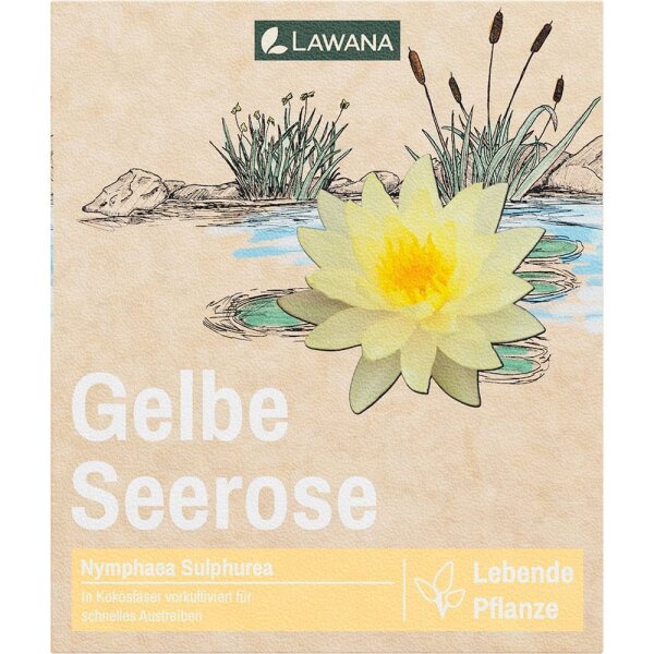 Seerose LW Nymphaea Natura Sulphurea Gelb