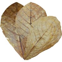 DENNERLE Zubehör Catappa Leaves 10 Stk.