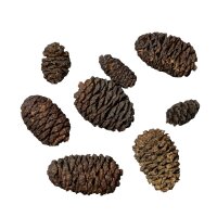 DENNERLE Zubehör Black Cones 40g