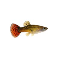 FISCH Zierfisch Guppy Männchen Deutschland Mix L