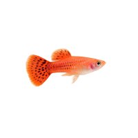 FISCH Zierfisch Guppy Männchen Flamingo ML-L