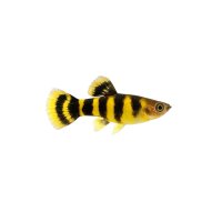 FISCH Zierfisch Guppy Männchen Bumble Bee ML-L