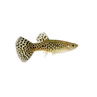 FISCH Zierfisch Guppy Männchen Leopard ML-L