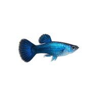 FISCH Zierfisch Guppy Männchen Neon Blue ML-L