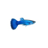 FISCH Zierfisch Guppy Männchen Neon Blue L