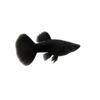 FISCH Zierfisch Guppy Männchen Schwarz L