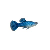 FISCH Zierfisch Guppy Männchen Diamond Blue ML-L