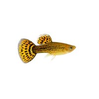 FISCH Zierfisch Guppy Männchen King Cobra Gold ML-L
