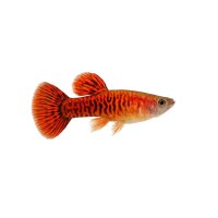 FISCH Zierfisch Guppy Männchen King Cobra Red ML-L
