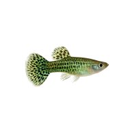 FISCH Zierfisch Guppy Männchen King Cobra Green L
