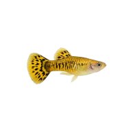 FISCH Zierfisch Guppy Männchen Yellow Tiger ML-L