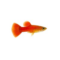 FISCH Zierfisch Guppy Männchen Sunset ML-L