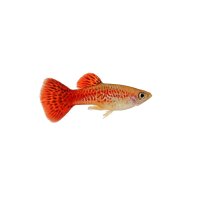 FISCH Zierfisch Guppy Männchen Cherry Dragon L