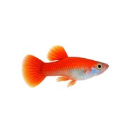 FISCH Zierfisch Guppy Männchen Neon Flame L