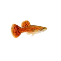FISCH Zierfisch Guppy Männchen Dragon-Head ML-L