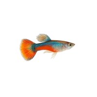 FISCH Zierfisch Guppy Männchen Rainbow L