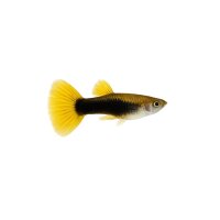 FISCH Zierfisch Guppy M&auml;nnchen Yellow Tuxedo L