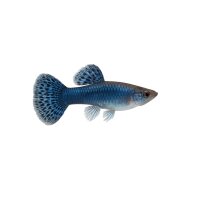 FISCH Zierfisch Guppy Männchen Blue Jeans L