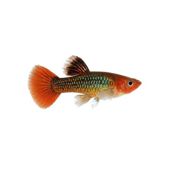 FISCH Zierfisch Guppy Männchen Dumbo Ear Dragon L-XL