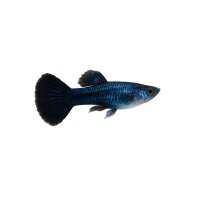 FISCH Zierfisch Guppy Männchen Moscow Blue L