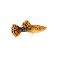 FISCH Zierfisch Guppy Weibchen Mix ENZ M-ML