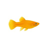 FISCH Zierfisch Guppy Weibchen Full Gold ENZ ML-L