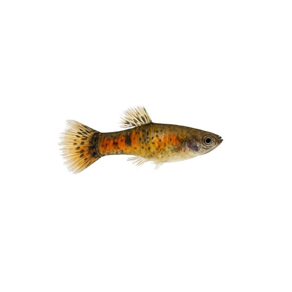 FISCH Zierfisch Guppy Weibchen Mix ML-L