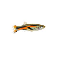 FISCH Zierfisch Guppy Endler DNZ L-XL (paarig)