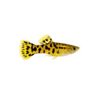 FISCH Zierfisch Guppy Endler Yellow Tiger ML DNZ (paarig)