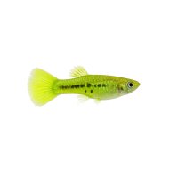 FISCH Zierfisch Guppy Endler Green Lime DNZ ML (paarig)