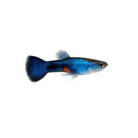 FISCH Zierfisch Guppy Endler Japan Blue ML DNZ (paarig)