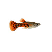 FISCH Zierfisch Guppy Endler Harlequin DNZ M-ML (paarig)