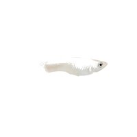 FISCH Zierfisch Guppy Männchen Snow-White L