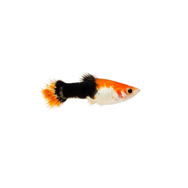 FISCH Zierfisch Guppy Männchen Koi Tuxedo DNZ L
