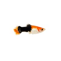 FISCH Zierfisch Guppy Männchen Koi Tuxedo DNZ L