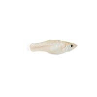 FISCH Zierfisch Guppy Weibchen Snow White ML-L
