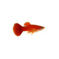 FISCH Zierfisch Guppy Weibchen K-C-Red ML-L