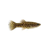 FISCH Zierfisch Guppy Weibchen Leopard L-XL
